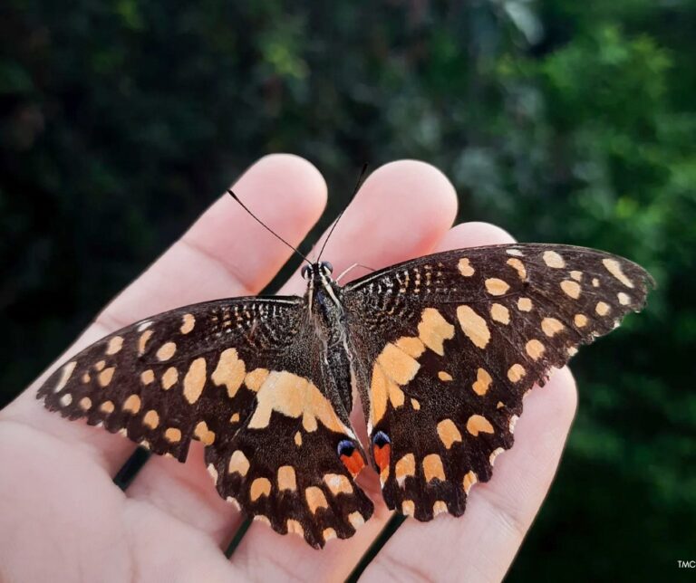 This Weekend in Tucson: Rodeo Finals, Artisan Market Finds & 10 Family-Friendly Events (Feb 27 – Mar 1)